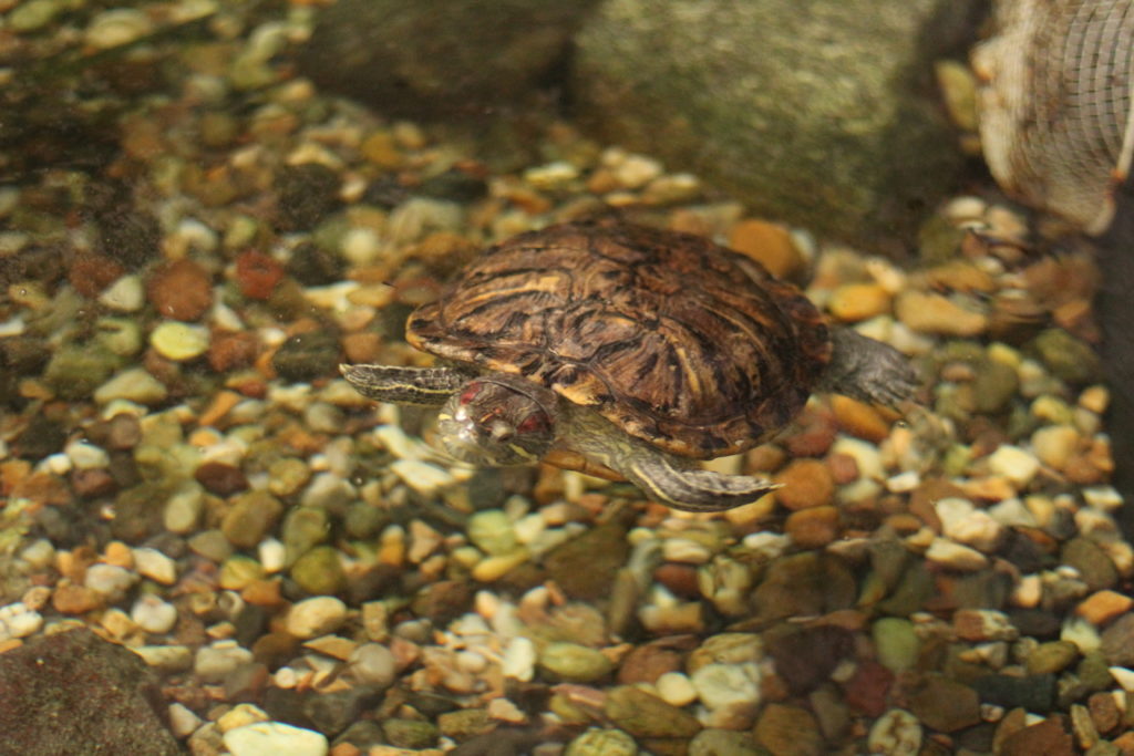 Schldkröten im Tropicals Islands