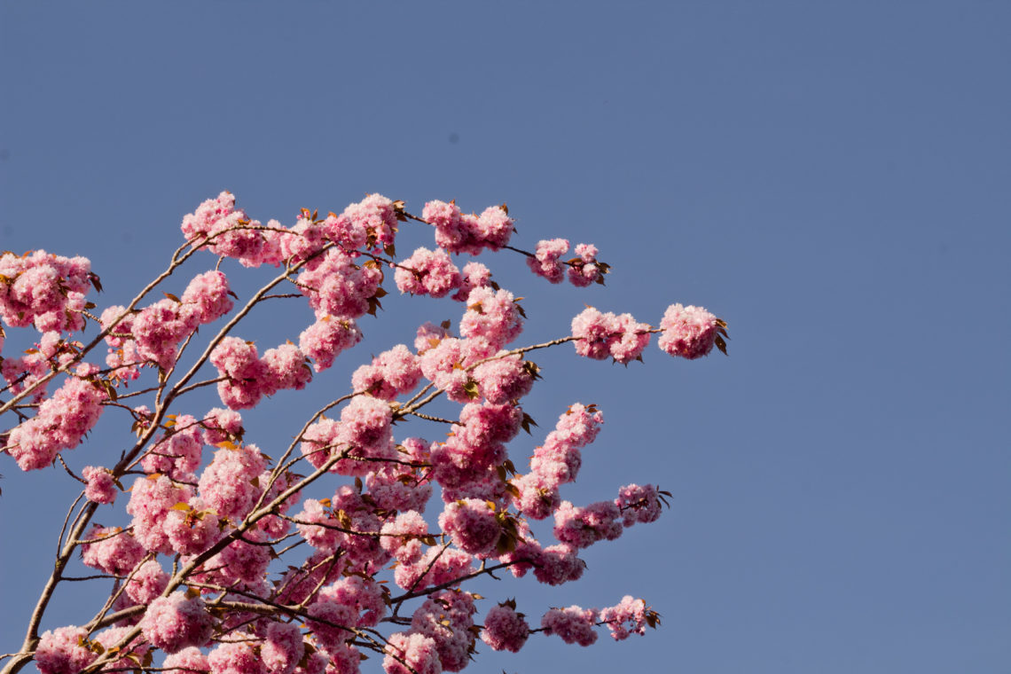 Kirschblüten 2019